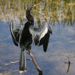 476px-Anhinga crop