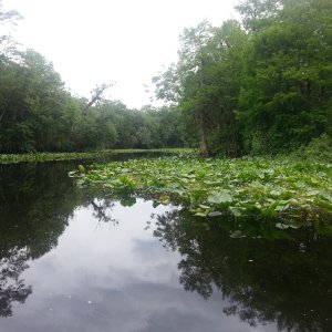 Media 'Hontoon Dead River' in album 'Port Huron MI 28dg and snowing'