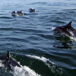 Dolphins