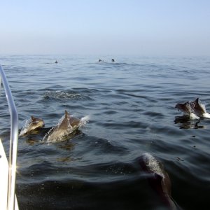 Dolphins