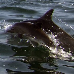 Dolphins