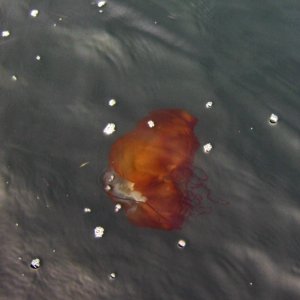 Black sea nettle