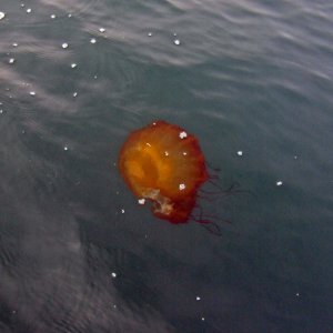 Black sea nettle