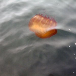 Black sea nettle