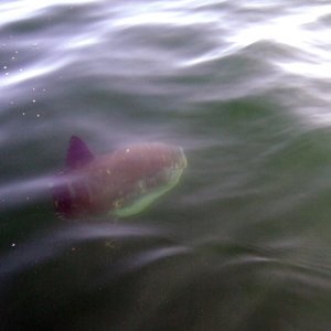 Mola-mola