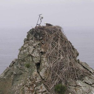 Media 'Westend Nest 001' in album 'C-Brats Catalina Adventure 2010'