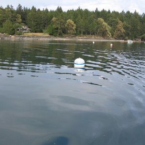 Mooring buoy in place, Stuart Island