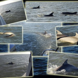 Media 'Dolphin composite' in album 'Joan and Dixie on the beach'