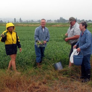18 July Stanwood, WA
Pea pickin' at Roger's farm
Joan (WILD BLUE)
Joe & Ruth (R-MATEY)
Roger (SENSEI)