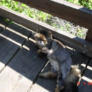 19 June Olga #1 Top CAT
Wasn't sure if he'd been shaved for fleas or had mange. Poor guy, just wanted to be petted - NOT!