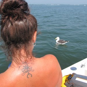 Feeding the Seagull on the Great Peconic Bay