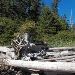 Driftwood studies.