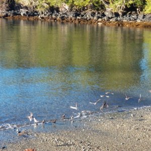 It was easy to get close to the sandpipers, but they seemed to always fly away when I lifted my camera.