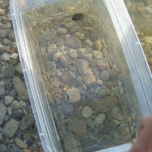 Media 'We use this plastic container to look through the water surface and see the rocks better.' in album 'Morning day 2.'