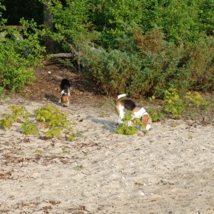 Doing what beagles do best.