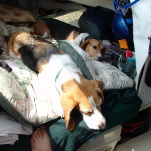 Media 'Lazy dogs.' in album 'Morning day 2.'