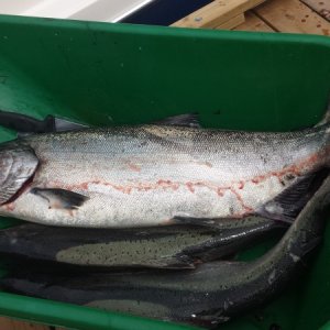 Media 'A better picture of the 23 lber' in album 'A boxful of "Springs".  First day 4 fish before check-in at Critter Cove!'