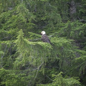 One of many bald eagles at Critter Cove.  We commented that Eagles were like Crows up there.