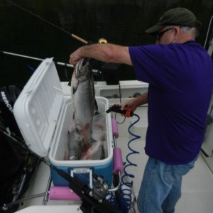 Media 'Captain Rick handling the fish' in album 'A boxful of "Springs".  First day 4 fish before check-in at Critter Cove!'
