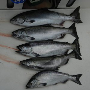 Media 'Another shot of the 5 Springs' in album 'A boxful of "Springs".  First day 4 fish before check-in at Critter Cove!'