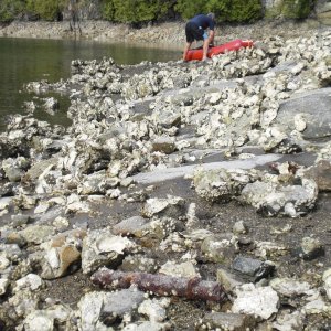 Old oyster bed at the site of the old homestead (burnt down in the 1920s).