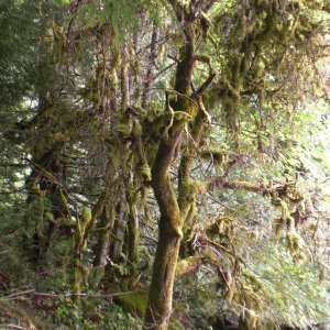 Mike Shuttler's old orchard trees still standing.