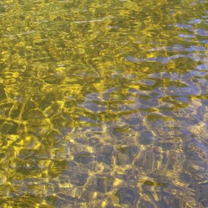 The water takes on a golden hew as a result of the tree tannins as the water feeds through the surrounding cedar swamps and bogs.