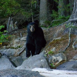 Miraculously, the fog clears to reveal a curious young black bear.