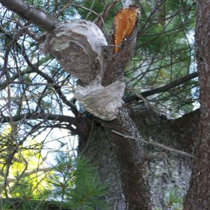 This wasp nest was his breakfast.
