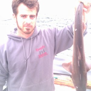 Pt Defiance / Owens Beach shark
