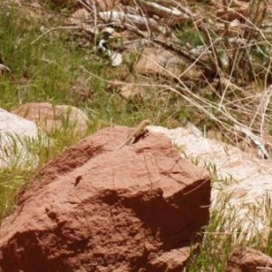 A lizard out sunning
