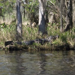 Find the Gator!