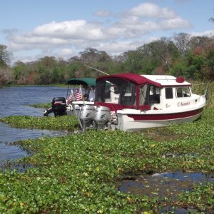 \"Weed Anchoring\"