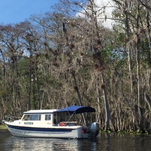 Tully-B, check out the tree in the background with many Egrets!