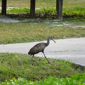 Limpkin