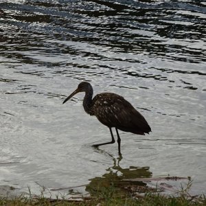 Limpkin  wading
