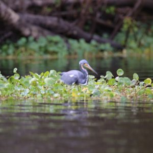Heron
