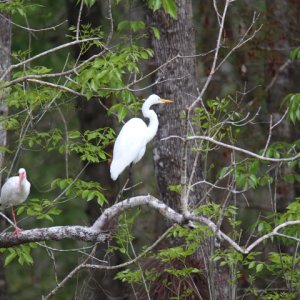 Snowy Egret
