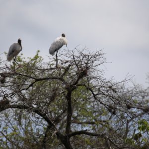 Wood Stork