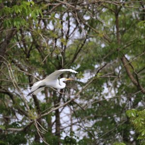 Great Egret in flight