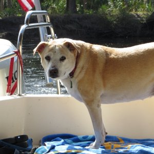 Lily of the Molly Brown 2003-2016. My best friend passed shortly after the gathering. She grew up on the boat and loved to boat,fish and swim.
