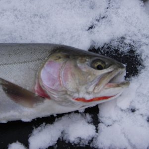 Media 'Coldwater Lake Cutbow' in album 'Kootenay Gerrard Rainbow 27 lbs.'