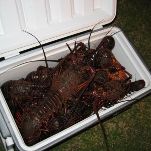 Limits of bugs!! Not bad for 1st lobster season!!