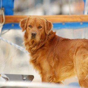 Islander050
This dog was on the boat across from me