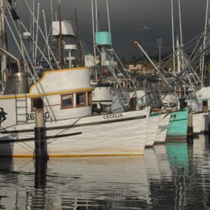 Media 'Islander080' in album 'Sunny morning- after the rain and before the fog'