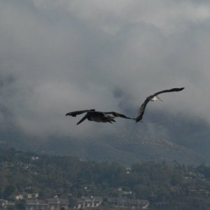 Media 'Islander120
Mid air collision' in album 'Sunny morning- after the rain and before the fog'