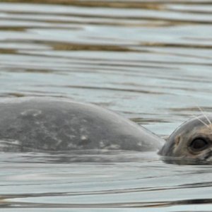 Media 'Islander140
Harbor Seal' in album 'Sunny morning- after the rain and before the fog'