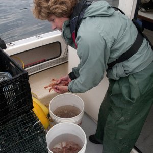 Media 'Spot Shrimp Discovery Bay' in album 'Spot Shrimp Discovery Bay'