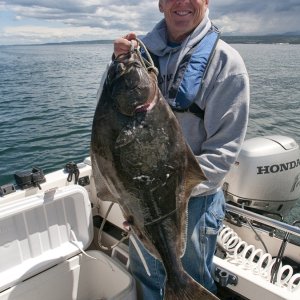 Media '12 lb Halibut Green Point' in album 'Spot Shrimp Discovery Bay'