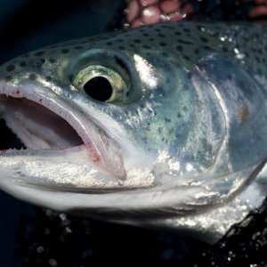 Beardslee Rainbow released at Lake Cresent, Olympic NP
